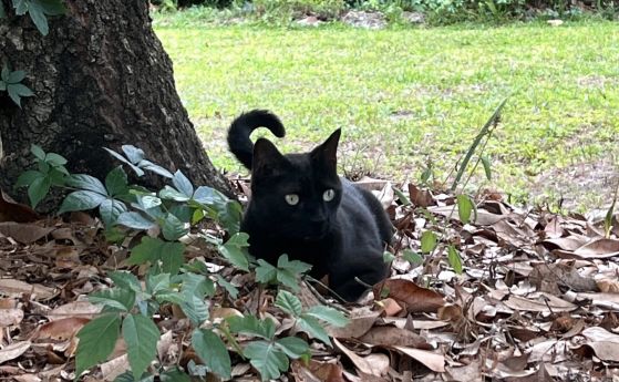 Котката на учен отново му помага за откриването на нов вирус черна котка под дърво
