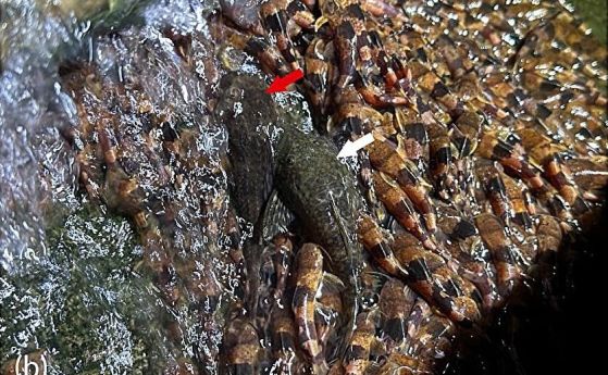 Рядък вид сом е заснет да се катери по водопади Миграция на риба в покрайнините на водопада Сосего в река Акидауана, басейн на река Парагвай
