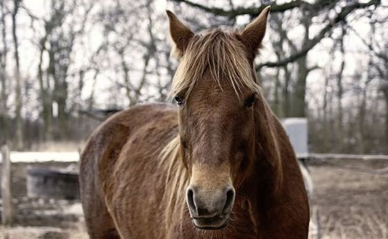 Защо конете имат очи отстрани на главата си? главата на голям кафяв кон
