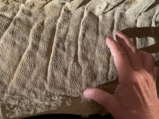 Люспестата кожа на гребен върху гърба на младия хадрозавър Edmontosaurus annectens, по прякор „Ед младши“. Младият хадрозавър, за когото се предполага, че е бил на около две години по време на смъртта си, е единствената мумия на млад динозавър, открита някога. Кредит: Tyler Keillor/Fossil Lab