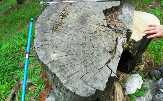 вземане на проби