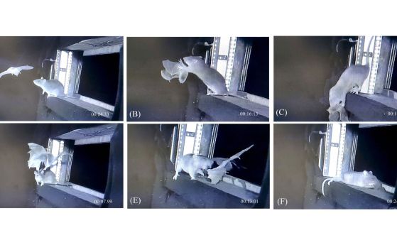 Заснети на камера: Плъхове улавят прилепи в полет Инфрачервени видео кадри, документиращи хищническото поведение на кафяви плъхове