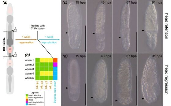 Случайно откритие: Плосък червей може да развие две глави и да обърне оста на тялото си Експерименти върху регенериращата способност на различни части на двуглавите червеи и наследствеността на двуглавия фенотип.