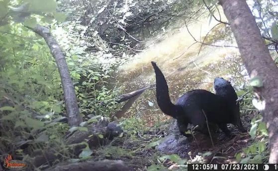 Заснета от камера речна видра в естественото ѝ местообитание на остров Принц Едуард