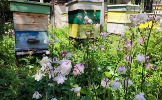 Климатичен капан: Пчелите у нас оцеляват все по-трудно