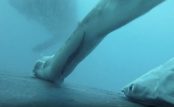 Вижте как рибата прилепало се движи на автостоп с гърбатите китове (3 видеа) Ремори са се закачили на гърбат кит