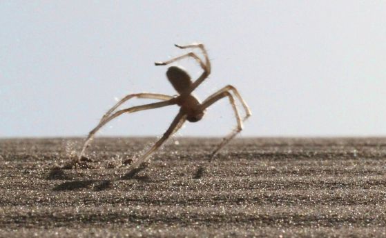 Паякът Cebrennus rechenbergi, предишният рекордьор за скорост