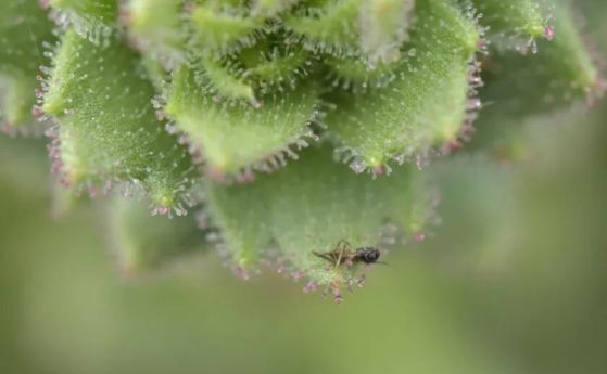 Лепкави жлезисти власинки по Saxifraga candelabrum улавят плячка от насекоми