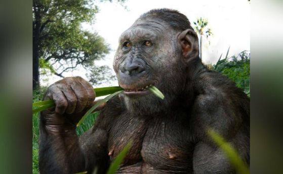 Парантроп на Бойс (Paranthropus boisei)