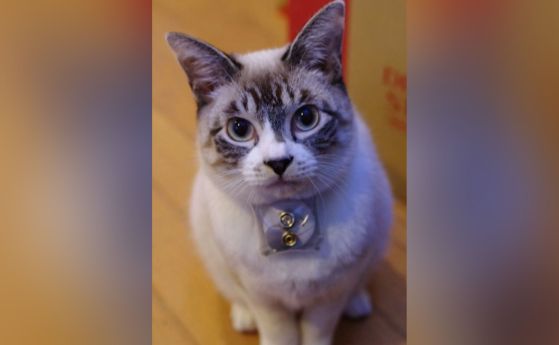 котка с измервателен инструмент на шията
