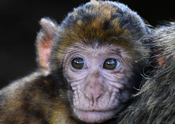 Мъск е имплантирал чип в главата на маймуна, за да я накара да играе игри с мисълта си
