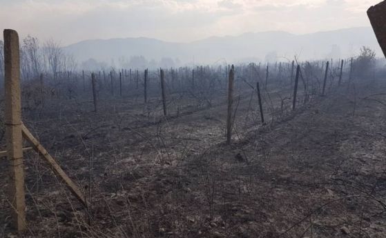 Собственици на изгорелите край Сопот лозя готвят протест и колективен