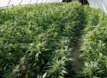 Швейцария легализира отглеждането на марихуана