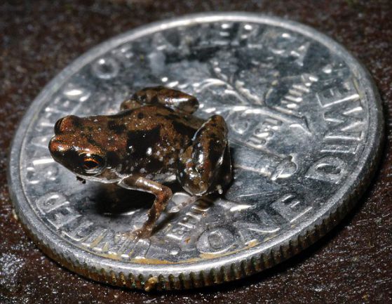 Новооткритата жабка на монета от 10 цента