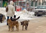 Кучета нахапаха бременна в парк в София