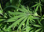Откриха марихуанови плантации със 7 тона трева в петричко