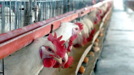 Ето това, според ЕК, е нехуманно третиране на кокошките - за да са щастливи, те трябва да бъдат отглеждани в по-големи клетки, поне 750 куб. см. Снимка: БГНЕС