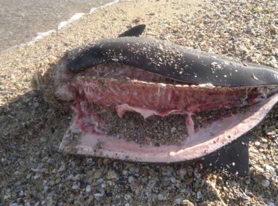 Един от убитите и разфасовани делфини, намерен край Несебър. Снимка: bivol.bg