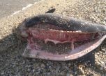 Проверка заради мъртвите делфини край Несебър