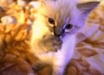 Котката Бублик се готви за руския парламент