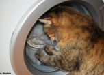 Котка оцеля, след като бе изпрана в пералня