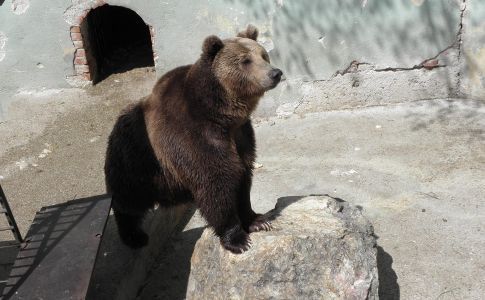 Освен животни в зоопарка в София вече може да се види и прабългарска юрта. Снимка: БГНЕС