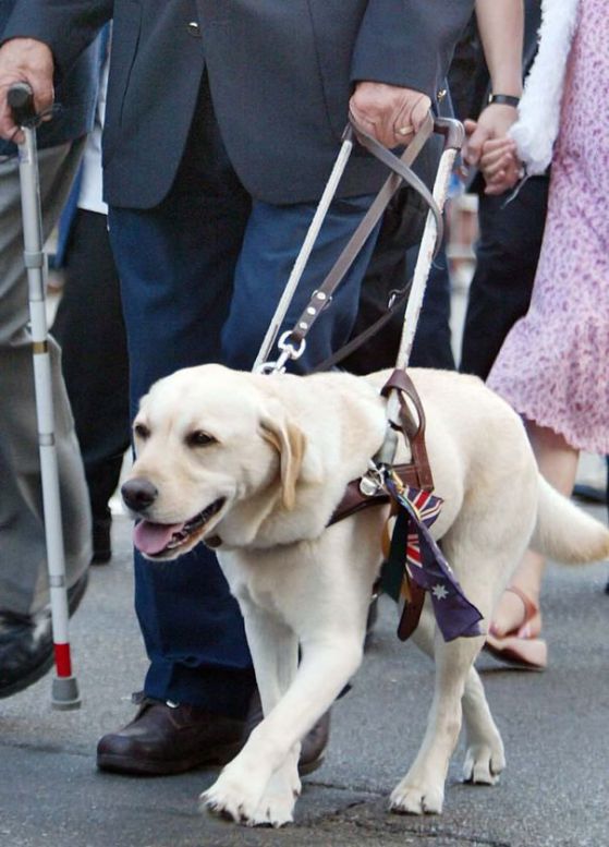guide-dog-for-the-blind