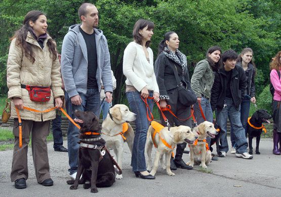 Приемни семейства предават кучетата-водачи, снимка: Сергей Антонов