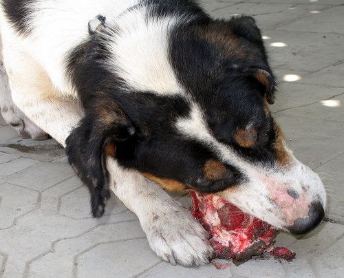 Кучета, които ядат сурово месо, става агресивни. Снимка flickriver