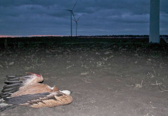 Застрашен вид лешояд, убит от вятърна турбина на нос Калиакра, Снимка: www.chambersz.com