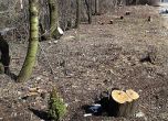 Дървета-капани в Борисовата градина