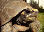 10 защитени костенурки открити в частен двор в Сливен