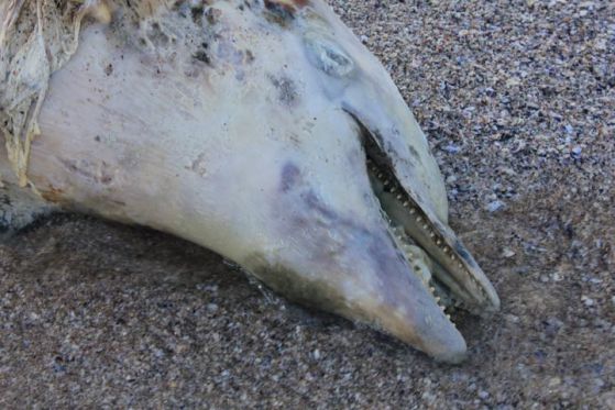 Мъртъв делфин, изхвърлен от Черно море на плажа „Корал“ край село Лозенец. Снимка: Атанас Русев/www.clubextreme.org 
