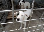 София дава за 10 г. терен в Банкя за кастрация на кучета