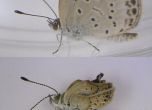 Пеперуди мутират след аварията във „Фукушима“