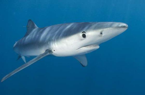 Синя акула, Снимка: apexpredators.com