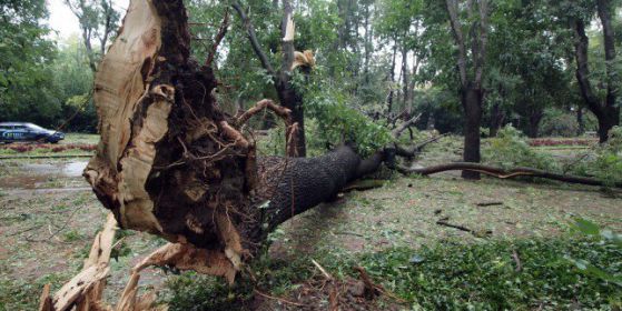Дърво падна и уби млад мъж в Бургас. Снимка: БГНЕС/ архив