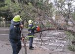 Оперират затиснатата от дърво в Пазарджик