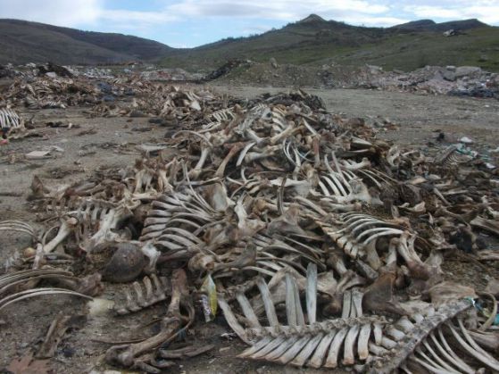 Стотици животински кости плашат жителите на две хасковкси села . Снимка : Дарик
