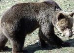 52 нападения на мечки през 2012 г.