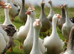 ЕС забранява пастета, за да не страдат гъските