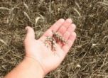 Производителите вещаят зърнена криза в България