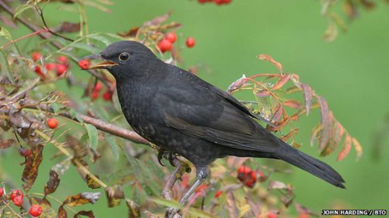 Ферментирали плодове убиха дузина птици в Англия. Снимка: John Harding/BTO