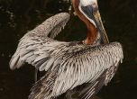 Самолет прибира пеликани, отнесени от урагана Санди
