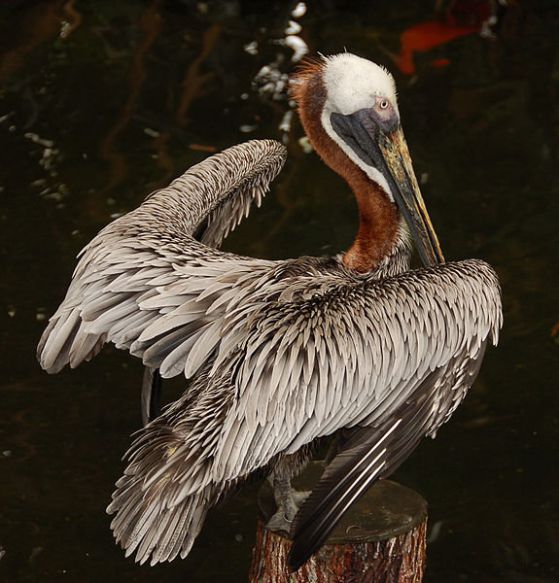 Кафяви пеликани, отвяни от урагана Санди ще бъдат върнати у дома със самолет
