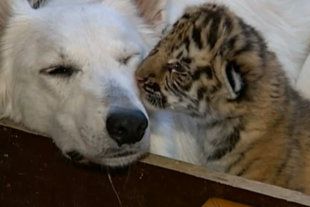 Куче осинови три малки тигърчета. Снимка BBC