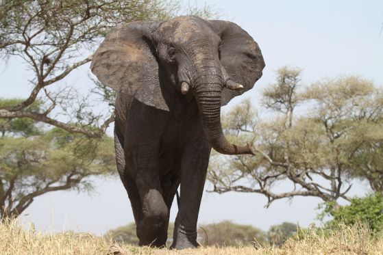 Близо 200 слона загинаха заради суша в Зимбабве. Снимка sxc.hu