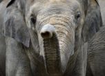 Водка спаси два слона от измръзване в Сибир