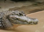 Крокодил охранява запаси от марихуана в САЩ