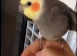Папагал пее Dubstep (видео)